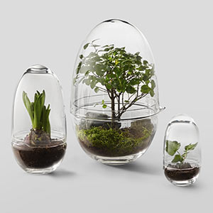 Stolní skleněné mini skleníky Grow